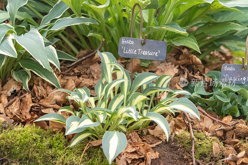 Hosta 'Little Treasure'在伦敦，英格兰